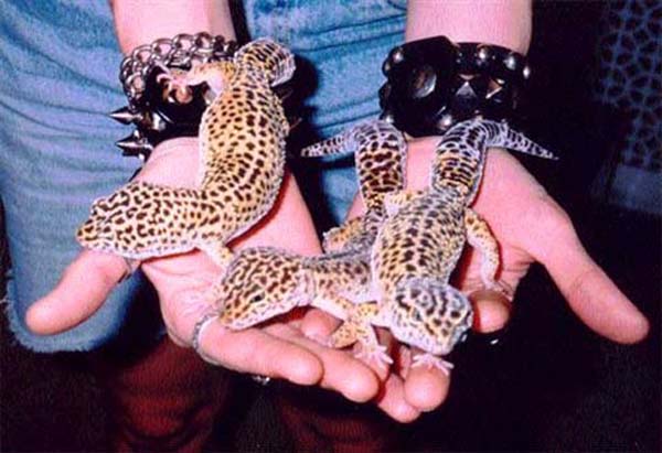 newgecko